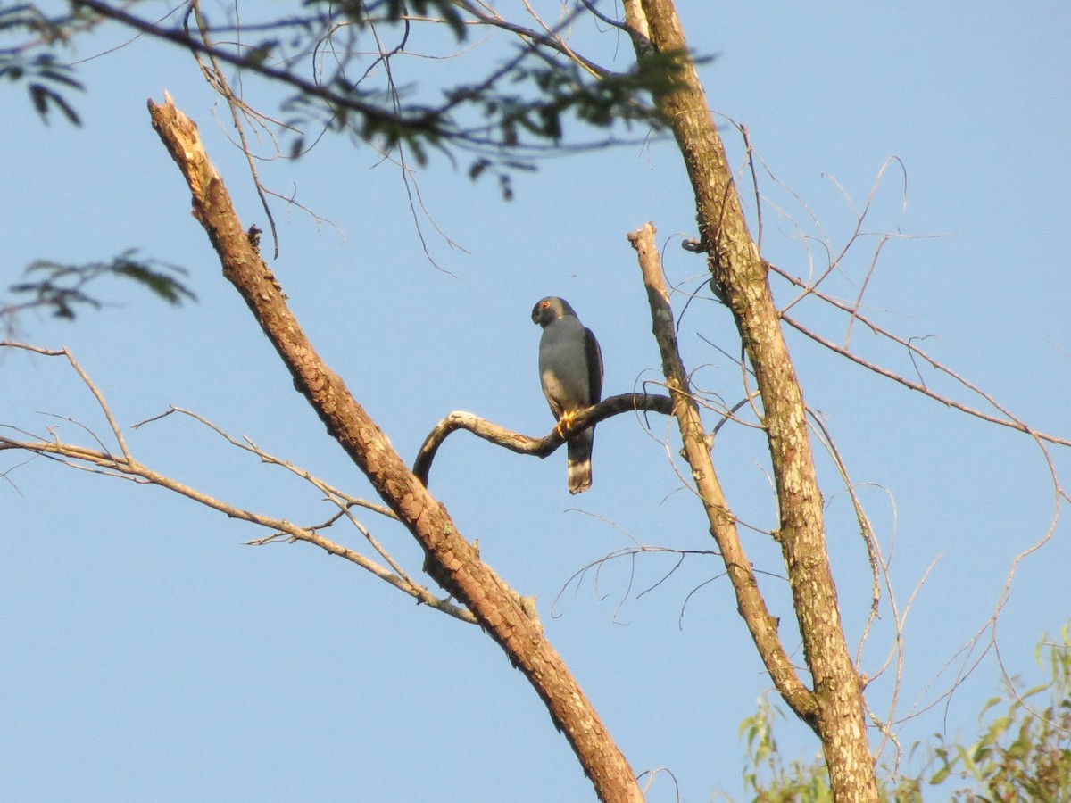 Rufous-thighed Kite - ML236192581