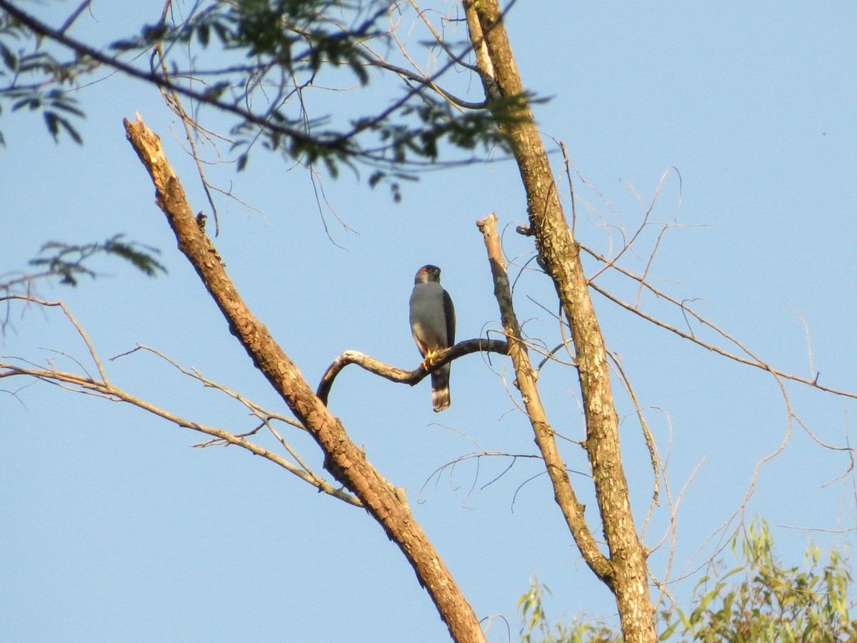 Rufous-thighed Kite - Rafaela Wolf de Carvalho