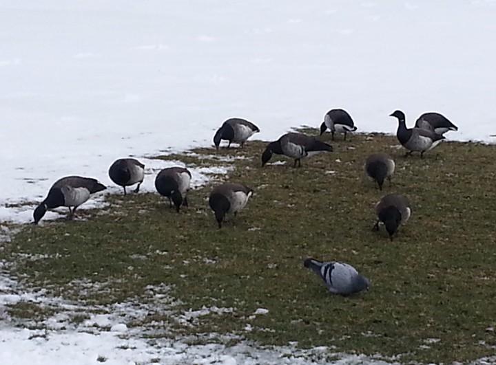 Brant - ML23619311