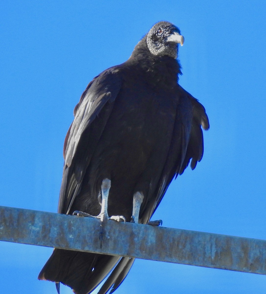 Black Vulture - ML236194291