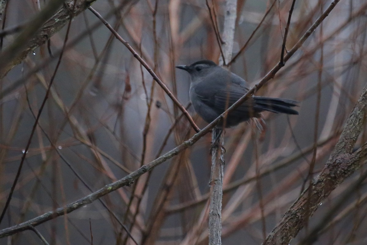 Gray Catbird - ML236194871