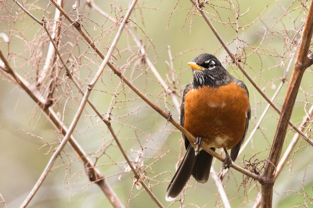 American Robin - ML236195351