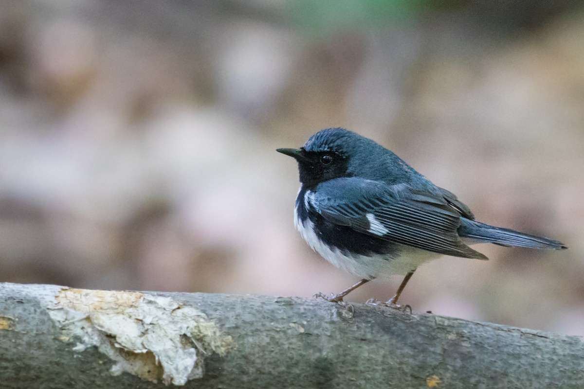 Black-throated Blue Warbler - ML236197311