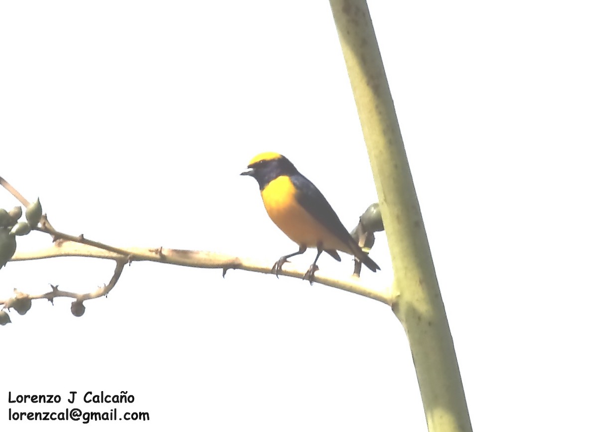 Trinidad Euphonia - Lorenzo Calcaño