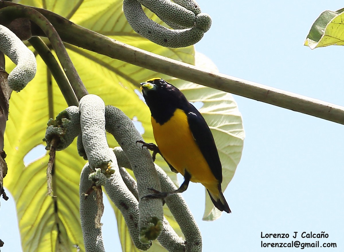 Trinidad Euphonia - Lorenzo Calcaño