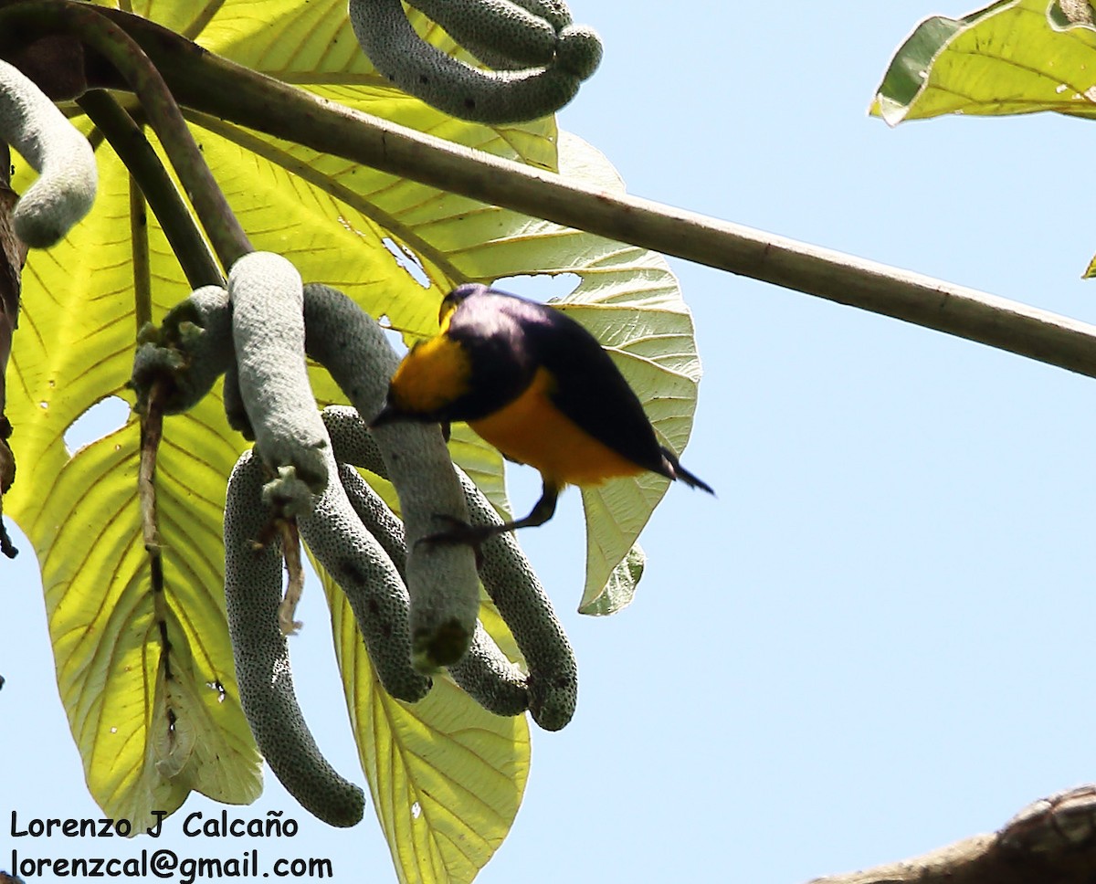 Trinidad Euphonia - Lorenzo Calcaño