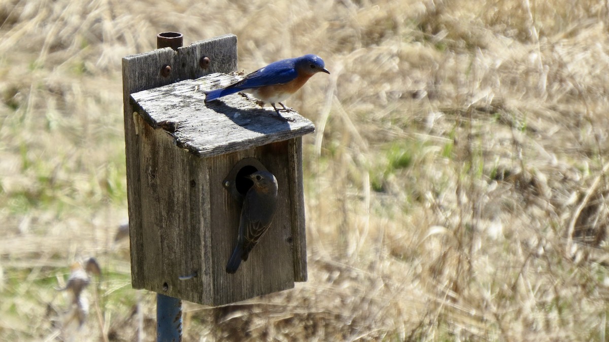 Eastern Bluebird - ML236197821