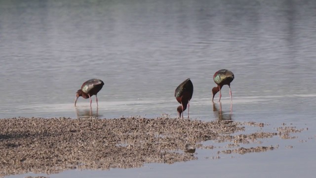 ibis americký - ML236198711