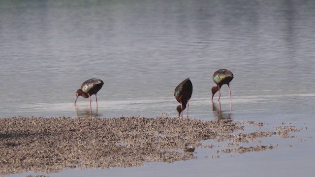 White-faced Ibis - ML236198711