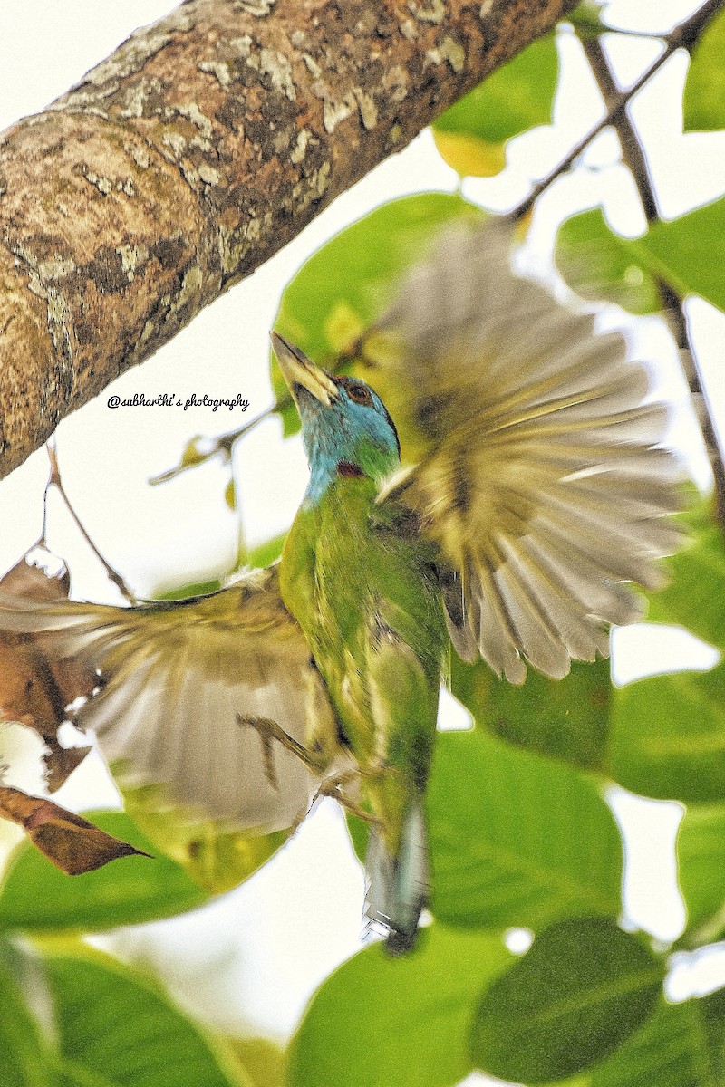 Blue-throated Barbet - Subharthi chattopadhyay