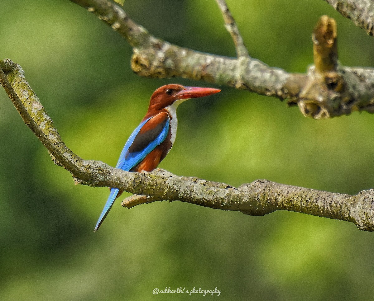 White-throated Kingfisher - Subharthi chattopadhyay