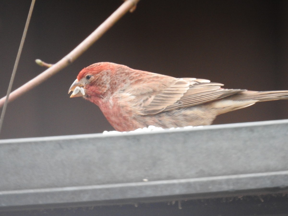 House Finch - Corey Jenkins