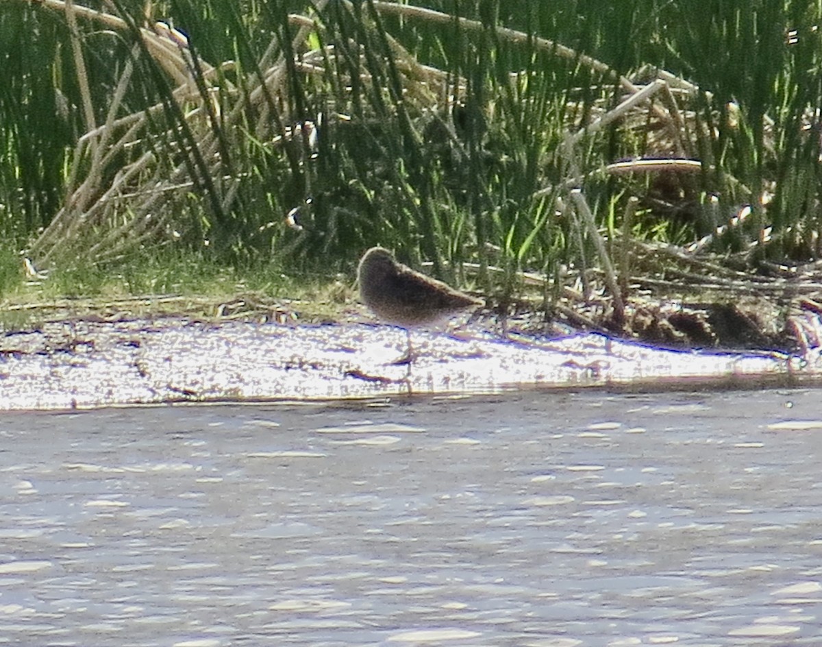 Long-billed Dowitcher - ML236203381
