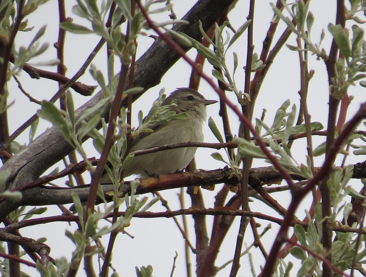 Warbling Vireo (Western) - ML236203551