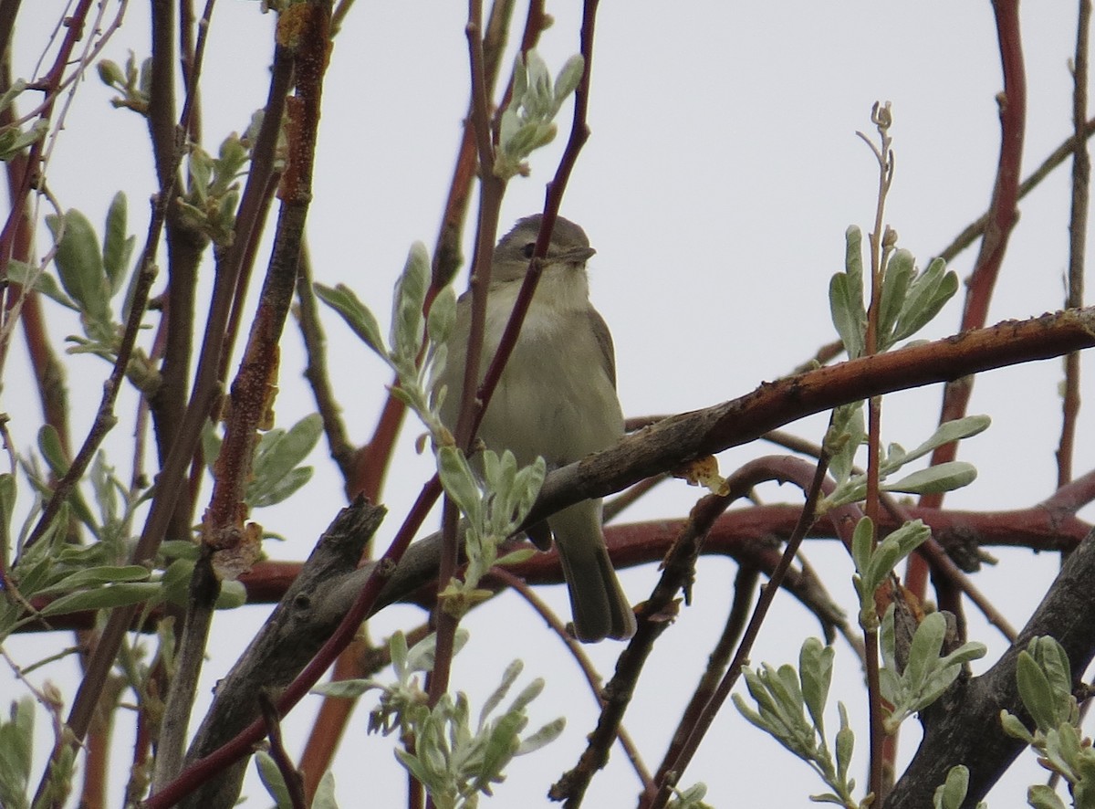 Warbling Vireo (Western) - ML236203571