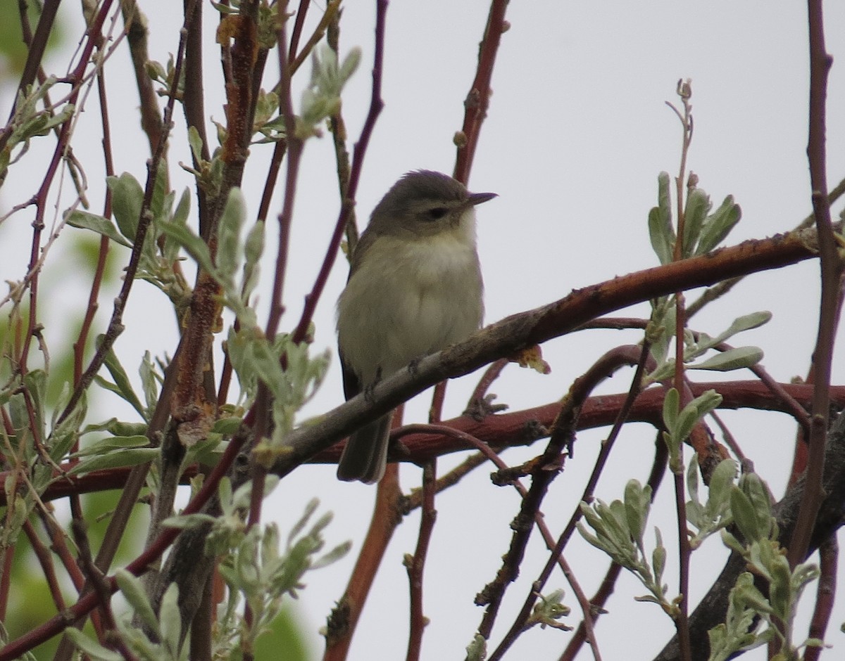 Warbling Vireo (Western) - ML236203581