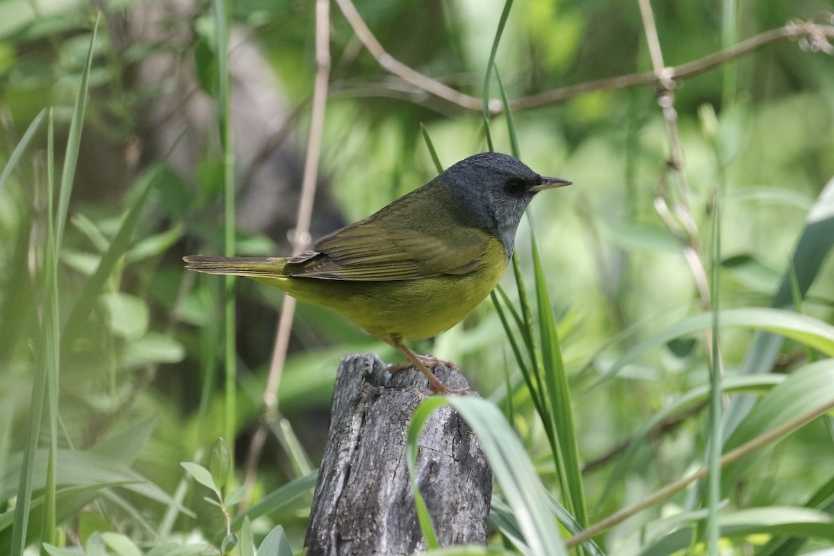 Mourning Warbler - ML236205211