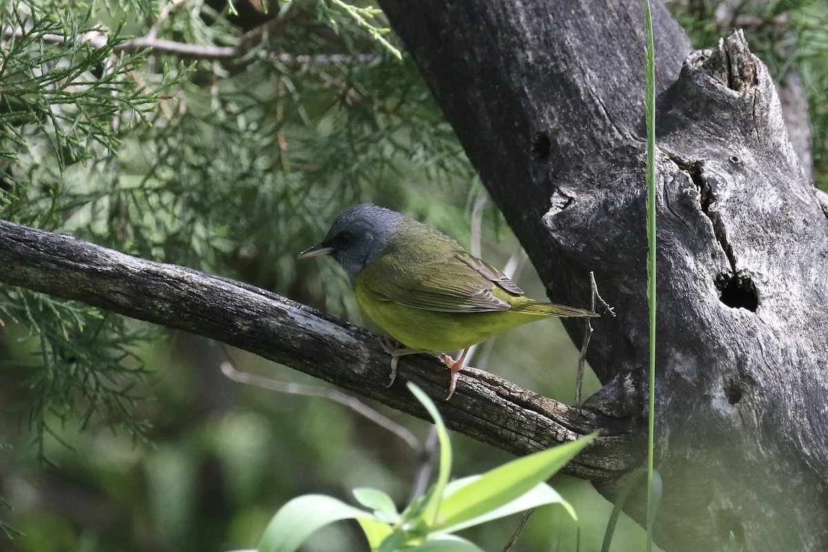 Mourning Warbler - ML236205241