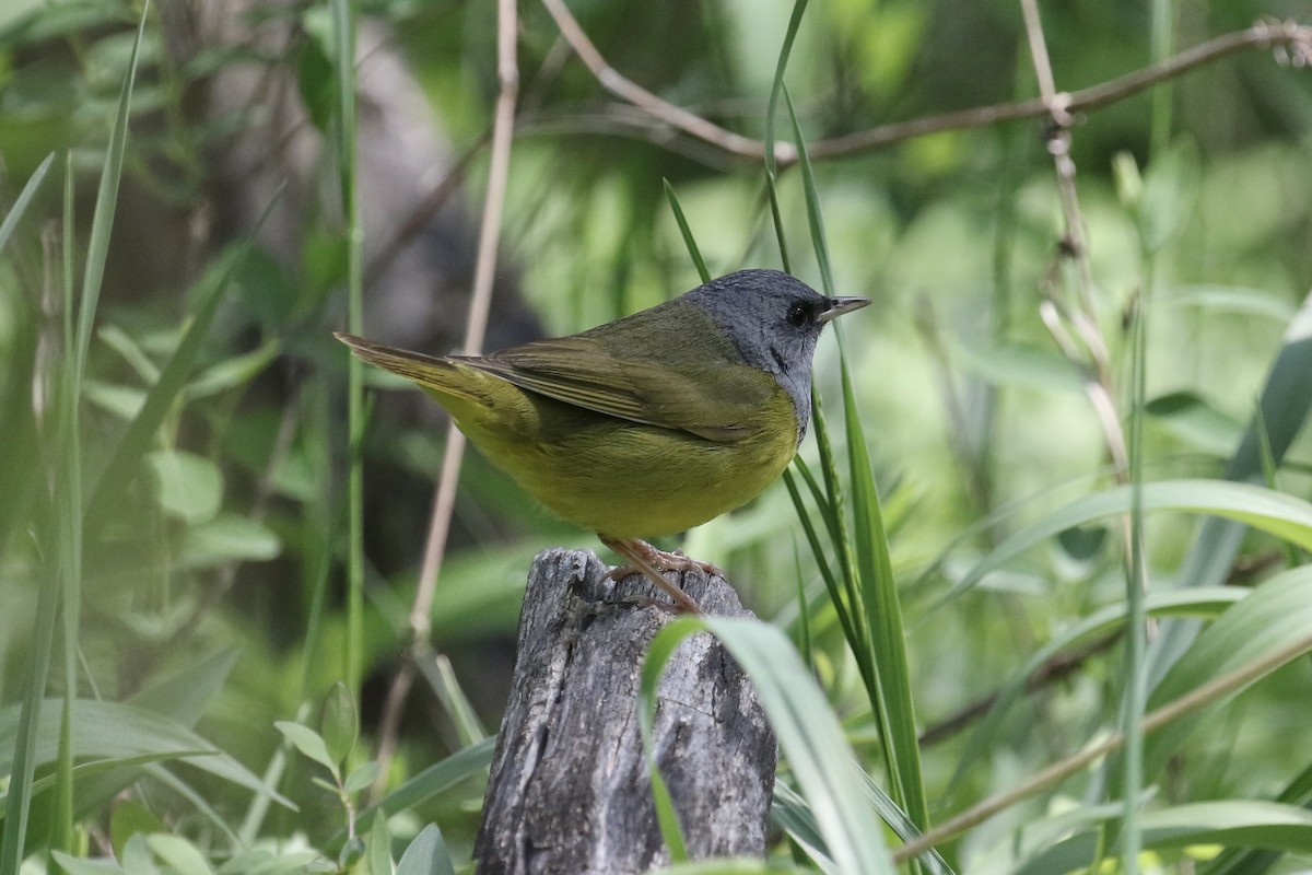 Graukopf-Waldsänger - ML236205251