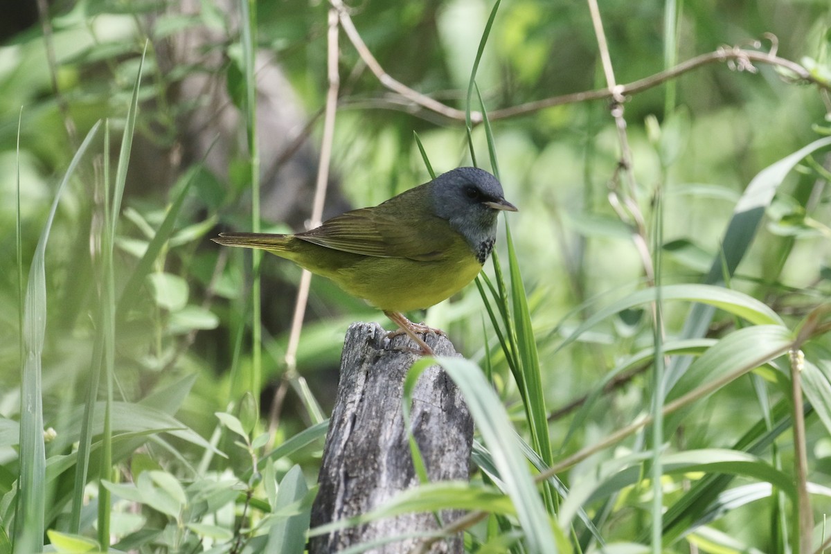 Mourning Warbler - ML236205271