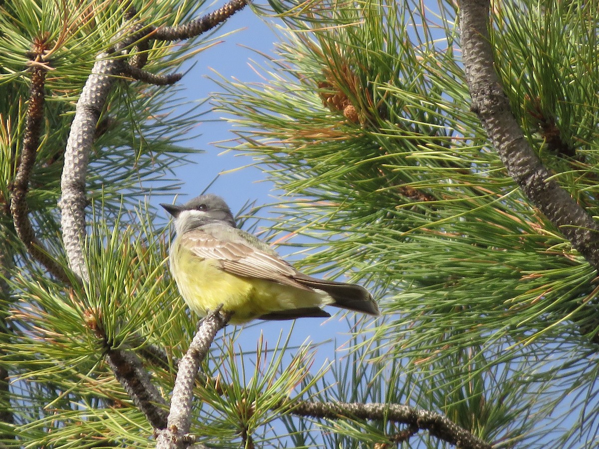 Cassin's Kingbird - ML236205971