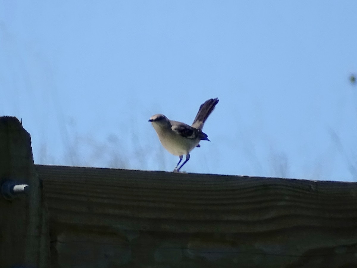 Northern Mockingbird - ML236206741