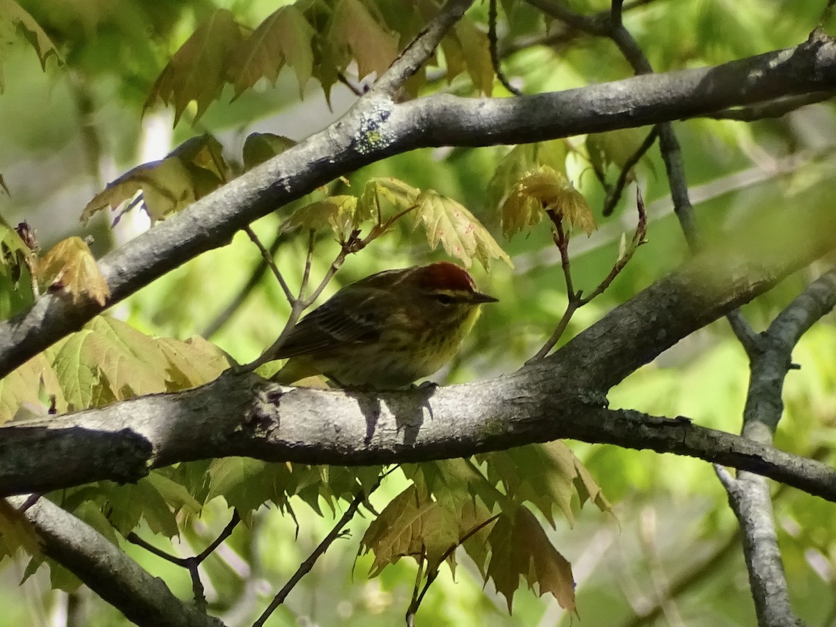 Palm Warbler - ML236206831