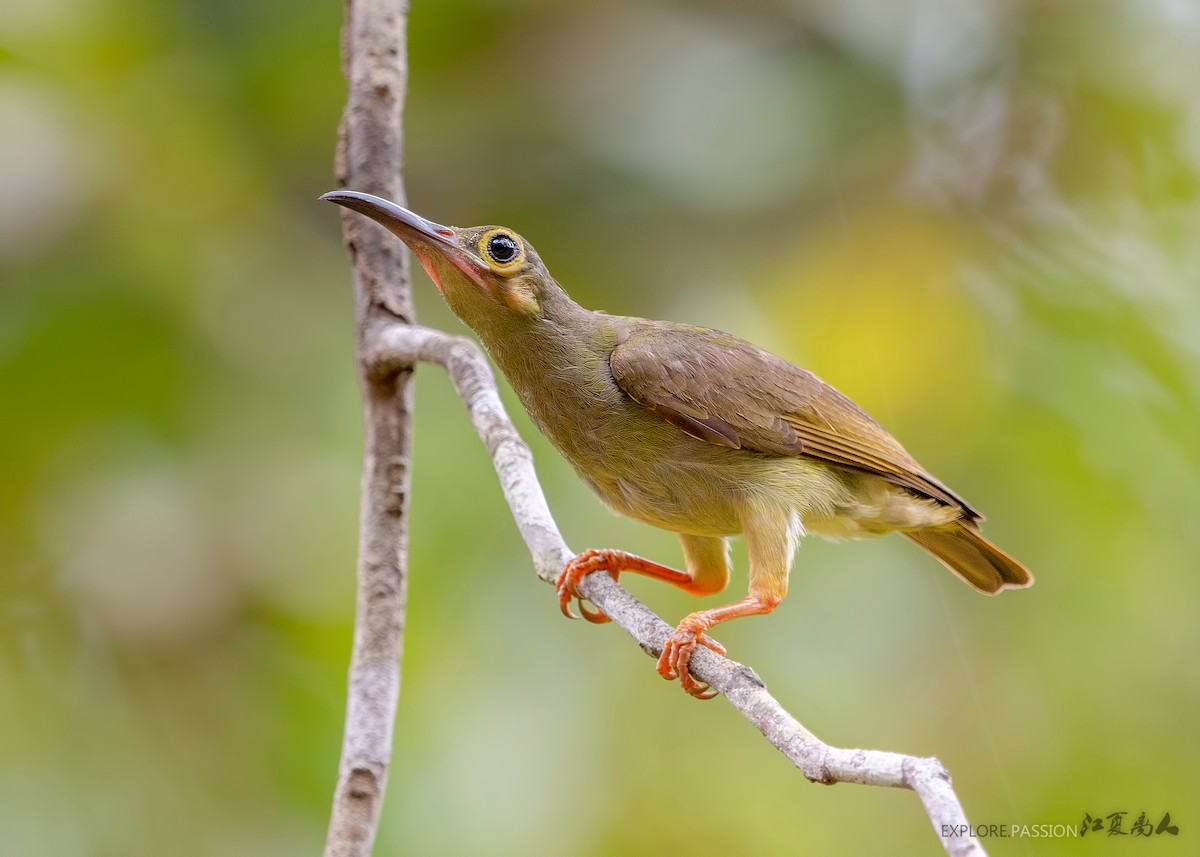 Spectacled Spiderhunter - Wai Loon Wong