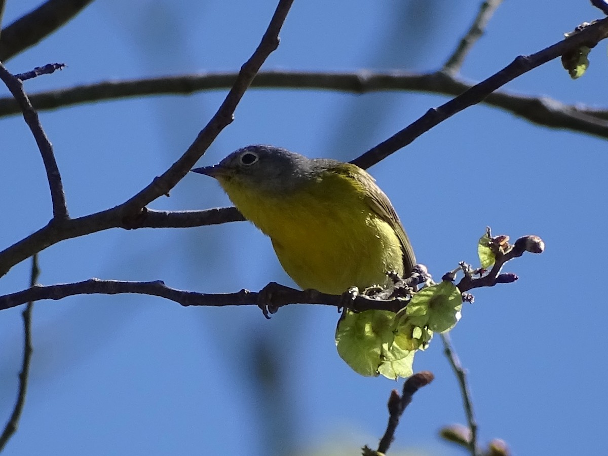 Nashville Warbler - ML236207671