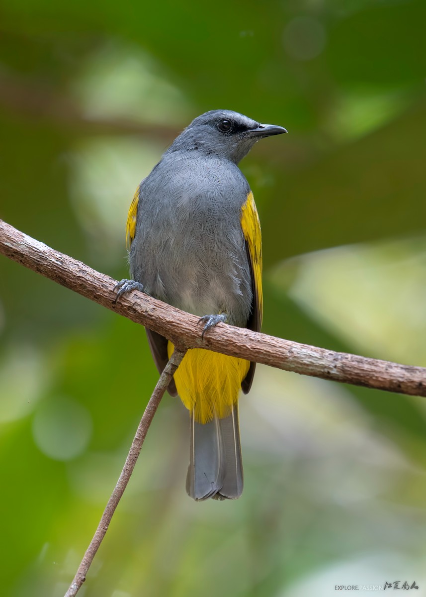 Gray-bellied Bulbul - ML236208001