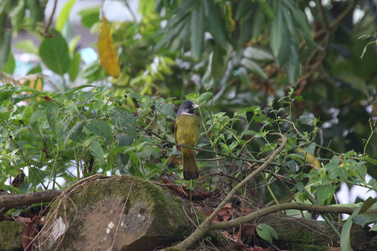 Collared Finchbill - ML236208301
