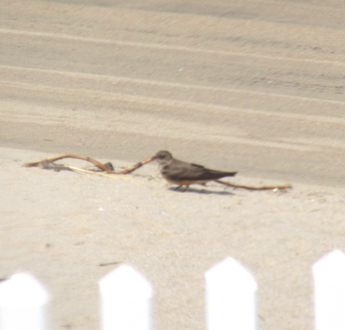 Northern Rough-winged Swallow - ML236209751