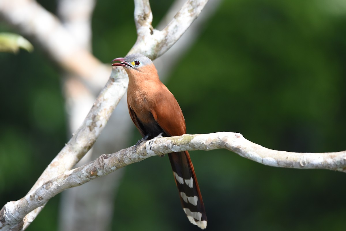 Black-bellied Cuckoo - ML23621291