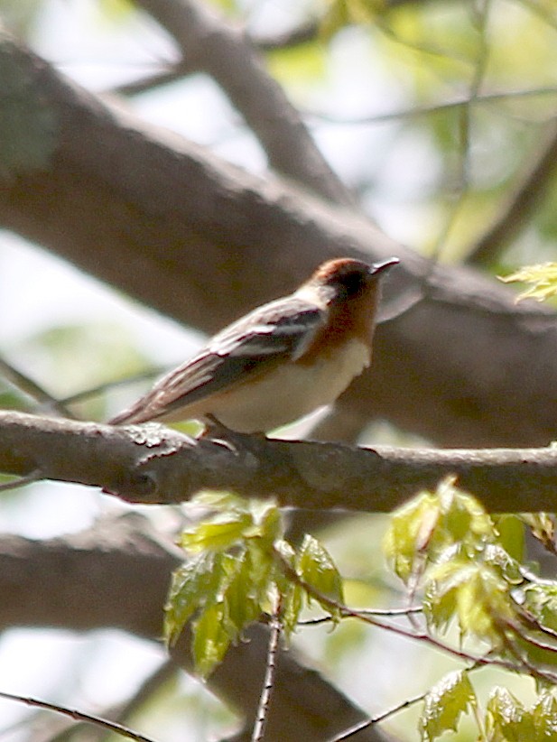 Bay-breasted Warbler - cammy kaynor