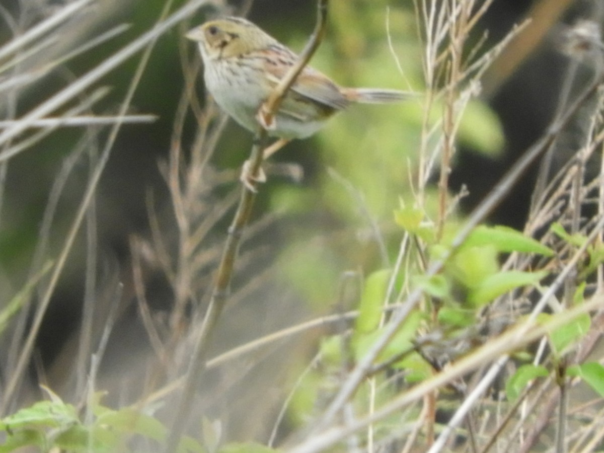 Henslow's Sparrow - ML236213041