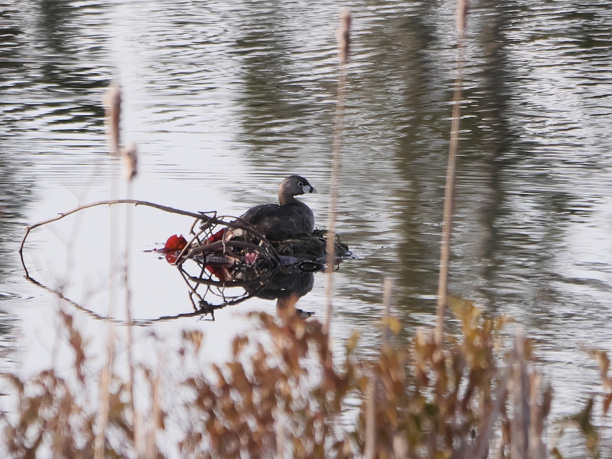 Pied-billed Grebe - ML236214621