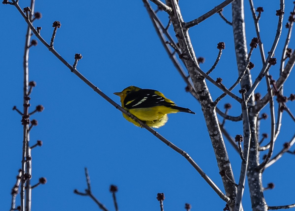 Western Tanager - Robert O'Connell