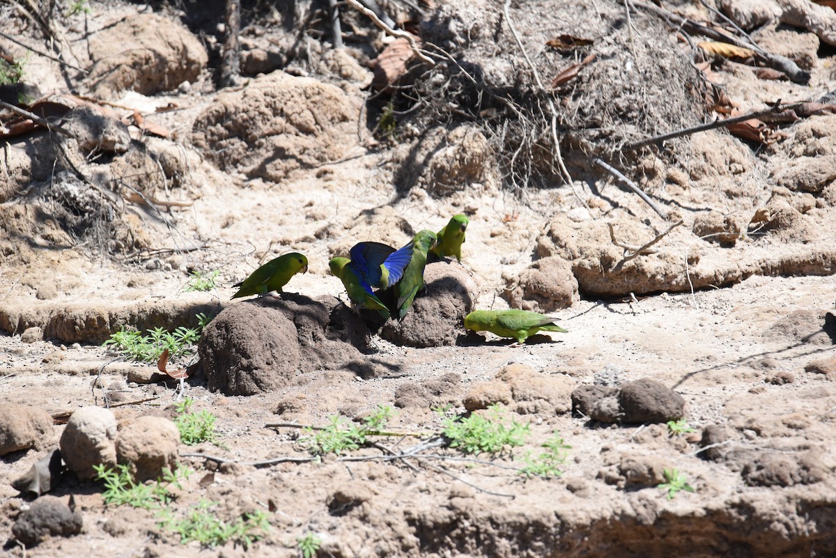 Dusky-billed Parrotlet - ML23621931