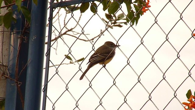 Short-crested Flycatcher - ML236220741