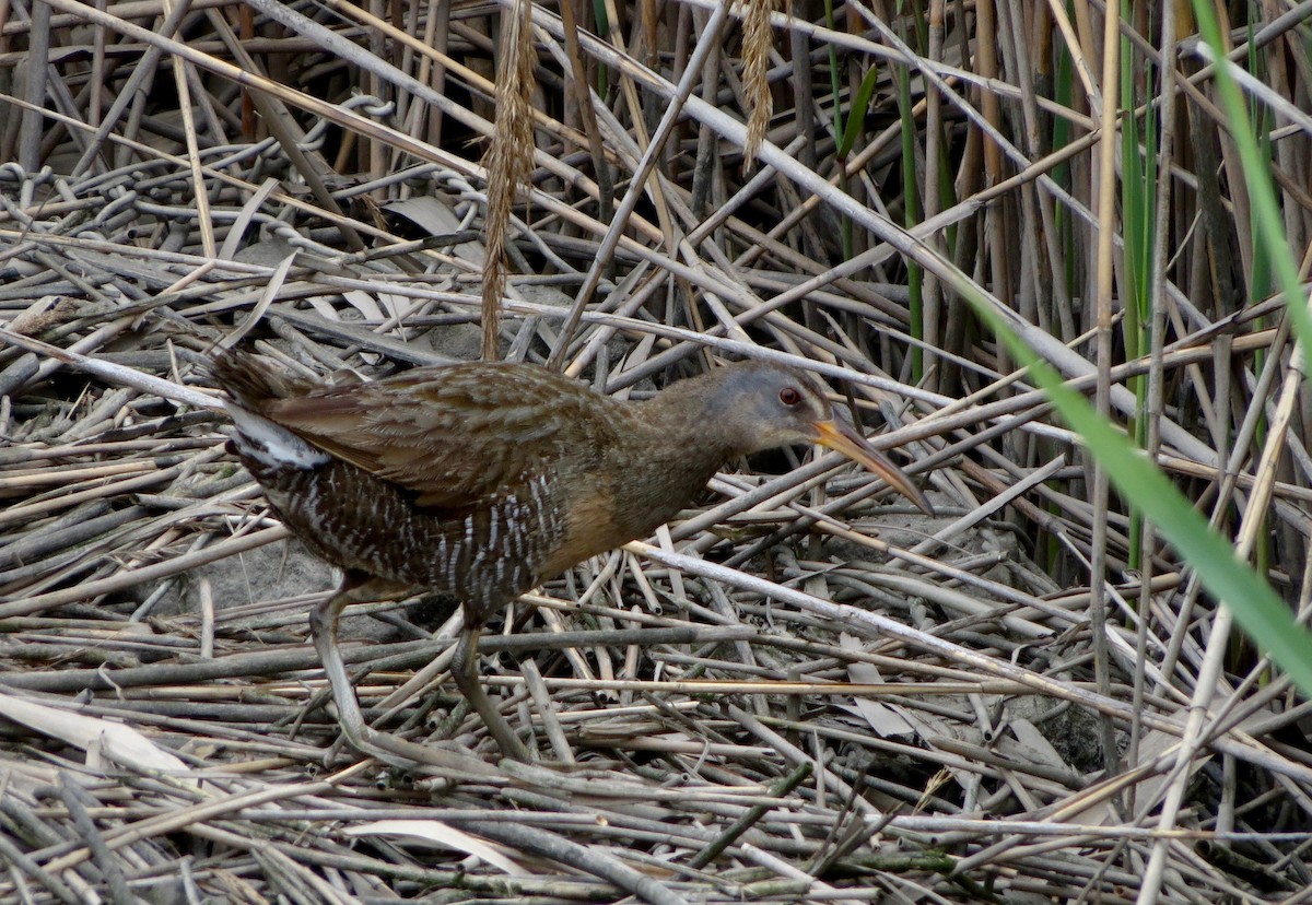 Clapper Rail - ML236221541