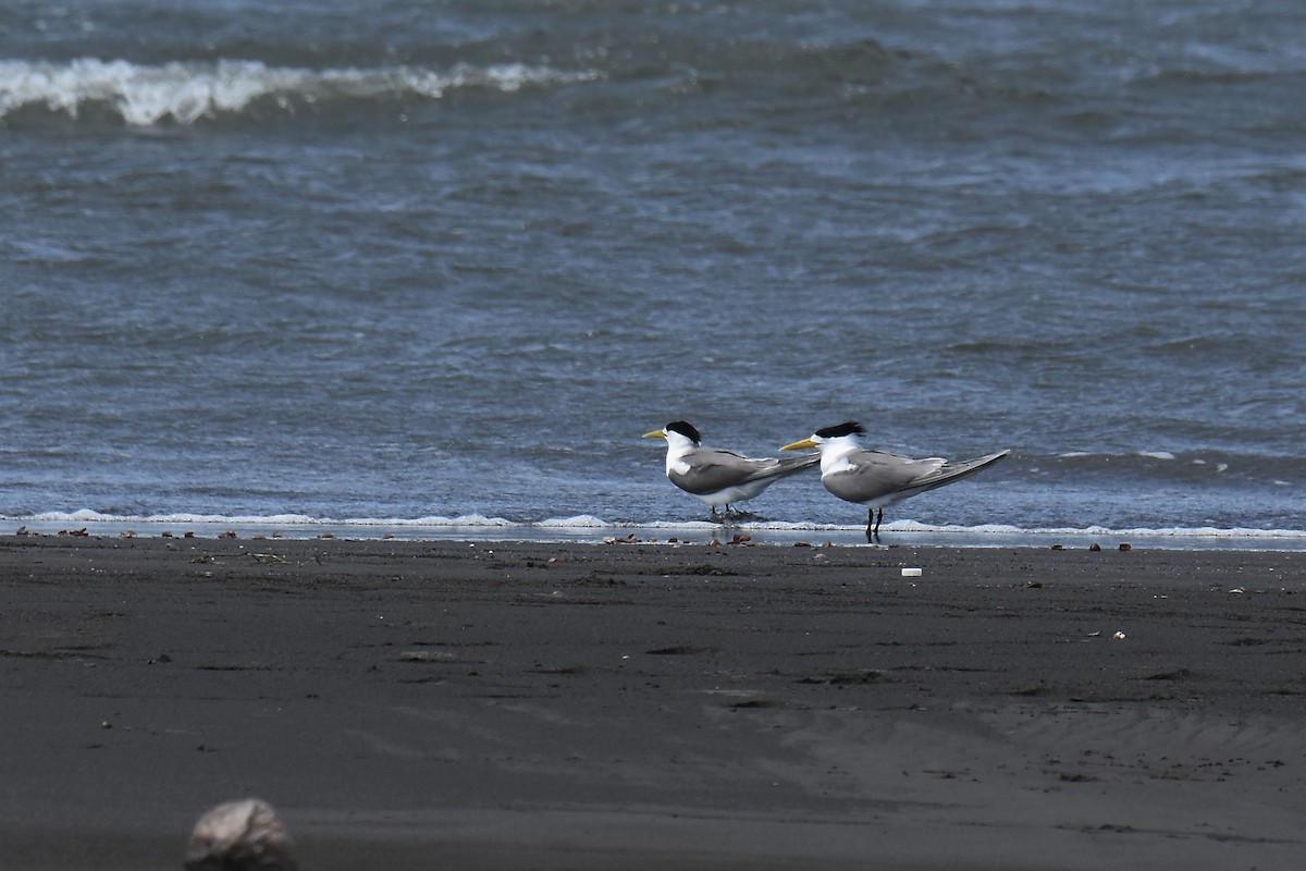 Great Crested Tern - ML236222981