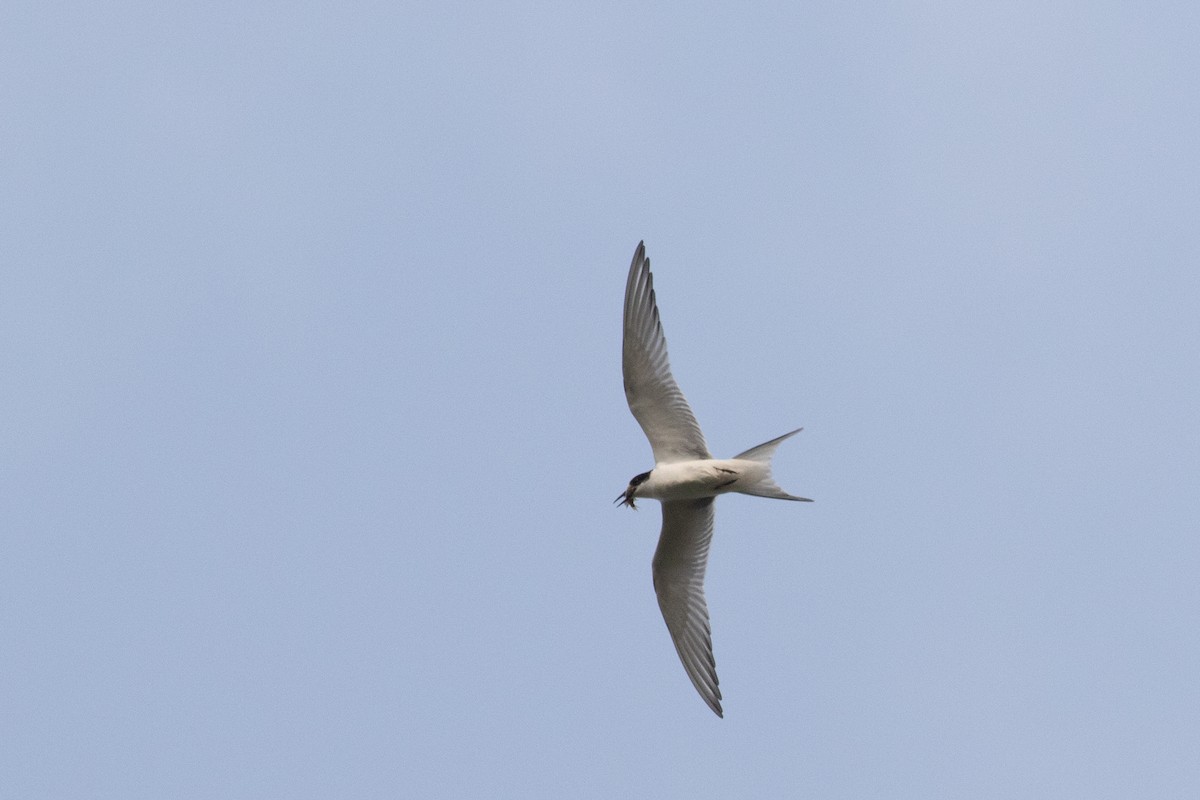 Forster's Tern - Francis Canto Jr