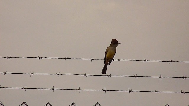 Short-crested Flycatcher - ML236224421