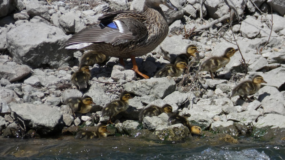 Mallard - Mary Winegar