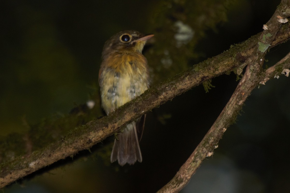 Russet-winged Spadebill - ML236225931