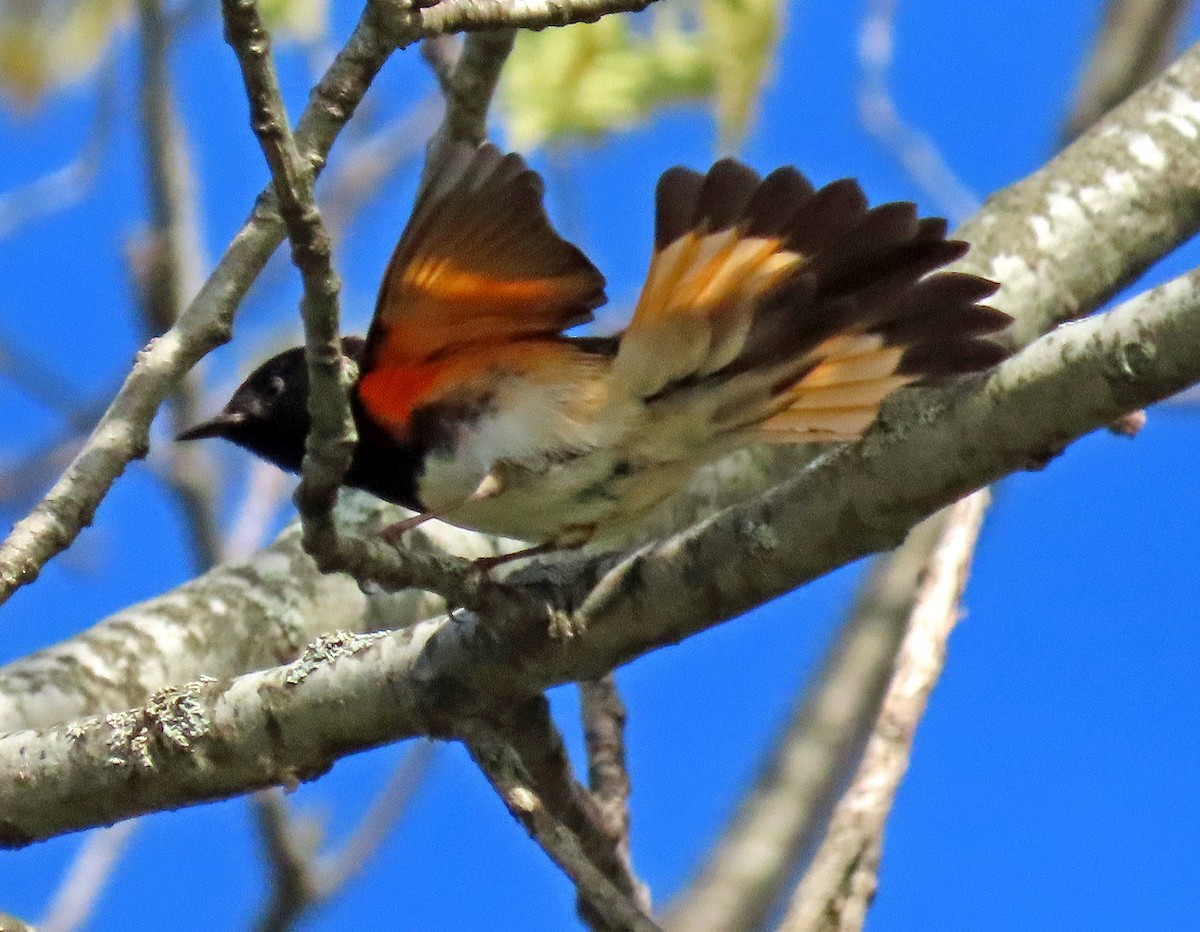 Paruline flamboyante - ML236226721