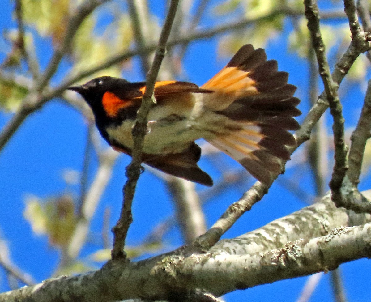 Paruline flamboyante - ML236226751