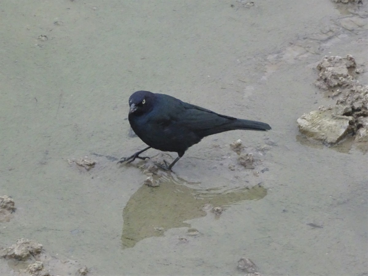 Brewer's Blackbird - ML236226831