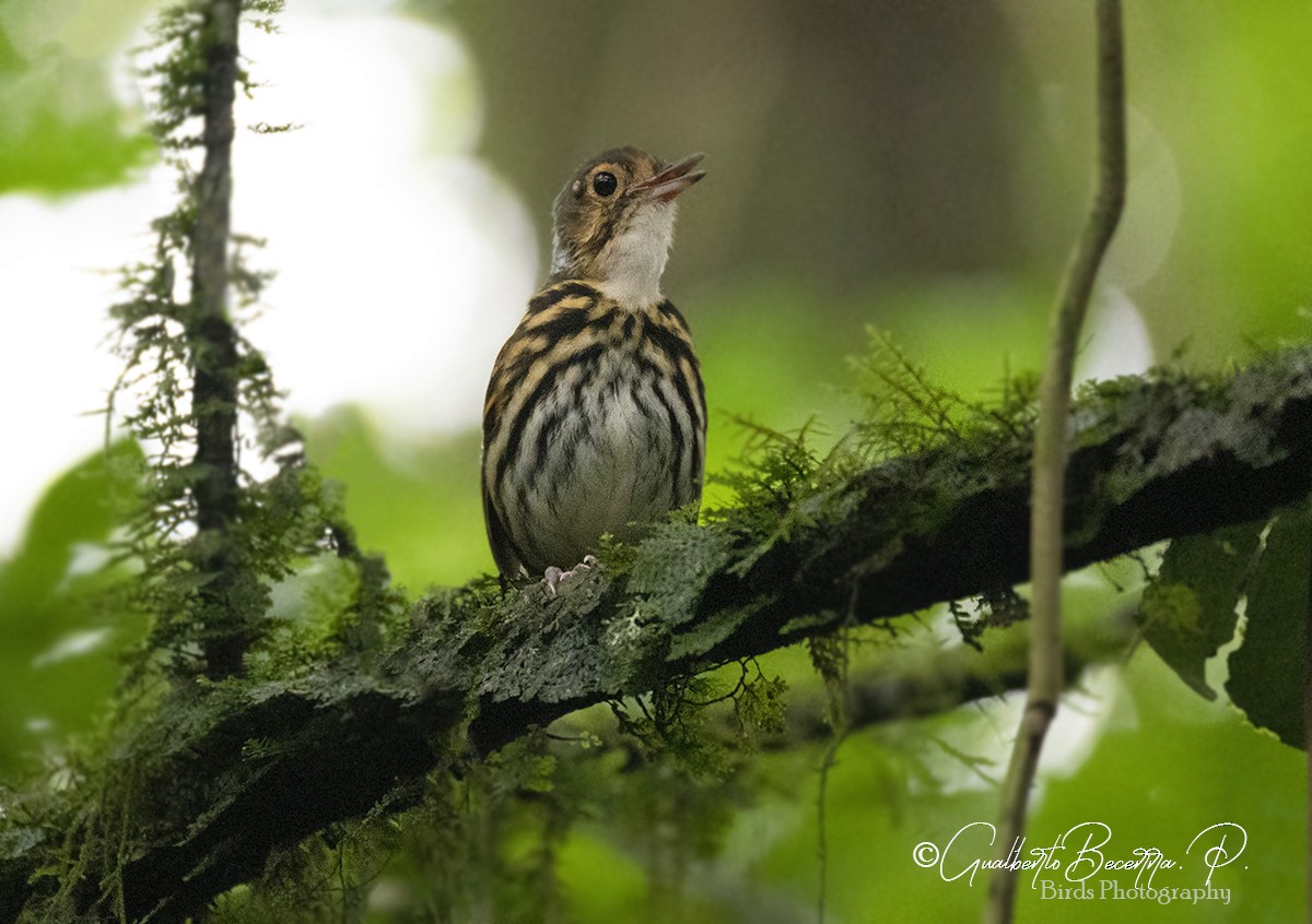 Streak-chested Antpitta - ML236226871