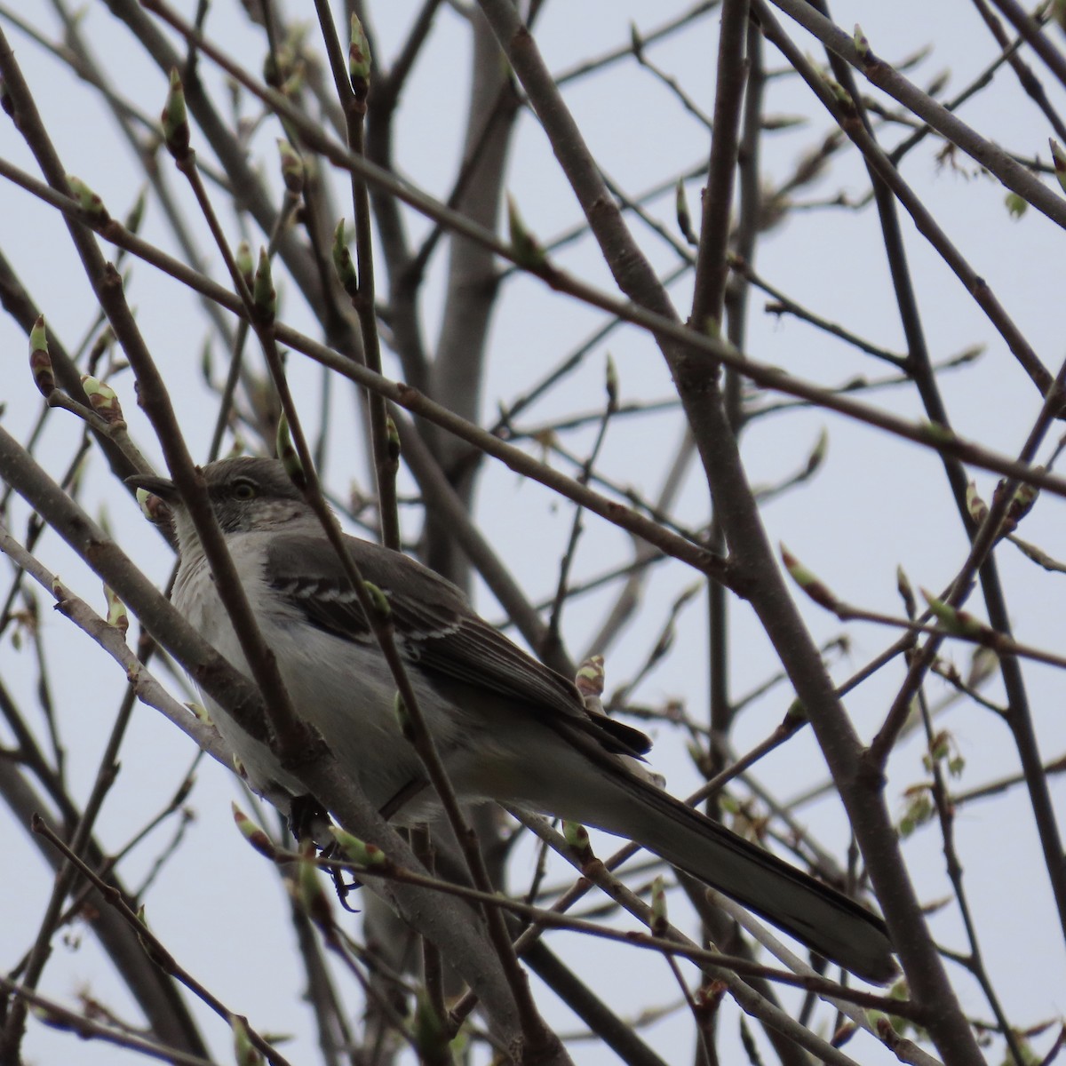 Northern Mockingbird - ML236227781